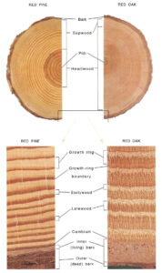 Figure 5: Constitution of Softwood and Hardwood and their respective share of Sapwood and Heartwood