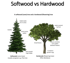 Figure 4: Distinction between Softwood and Hardwood trees